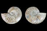 Bargain, Cut & Polished Ammonite Fossil - Madagascar #148044-1
